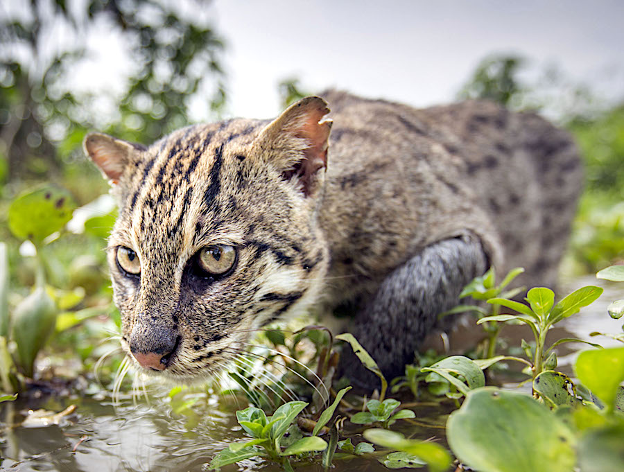 Big Cats, BBC One review how cats conquered the world